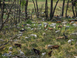 Goats eating tall grass to prevent fires