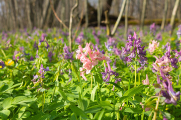 blue tiny flowers near a rotting stump in moss
