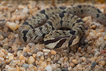 Banded kukri snake on ground background, Close up wild snake, Animal wildlife background concept and free space for text.