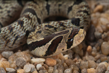 Banded kukri snake on ground background, Close up wild snake, Animal wildlife background concept and free space for text.