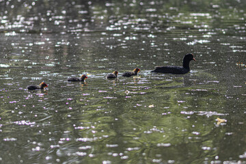 foulques on the water