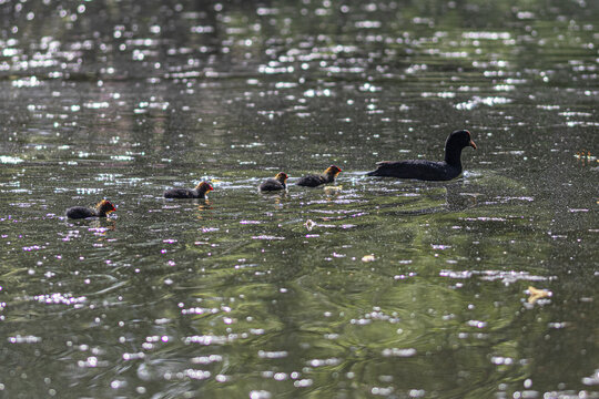 foulques on the water