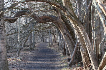 Natural tunnel made by trees in the forest
