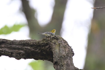 Birds in the wild