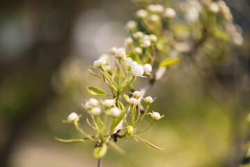 
trees bloom