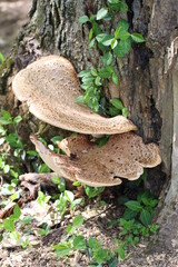 Mushrooms in the wild