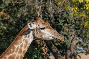 Giraffe (Giraffa camelopardalis)