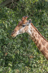 Giraffe (Giraffa camelopardalis)