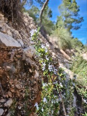 Fototapeta premium Flores silvestres de primavera. 