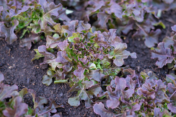 Closeup of leaves  red oak lettuce