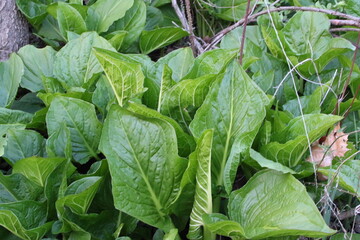Wildflowers in the forest