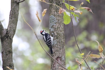 Birds in the wild