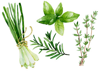 watercolor drawing, vintage set of culinary herbs. herbs and spices, green onion, rosemary, basil, thyme - obrazy, fototapety, plakaty