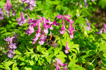 bumblebee on a purple flower. Pollination of flowers. agriculture concept