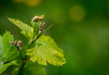 Close-up of developing inflorescences on grapevine (vitis vinifera) in spring time. Young buds of grapevine. Selective focus