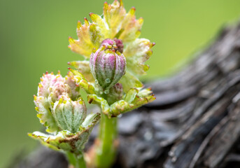 Close-up of developing inflorescences on grapevine (vitis vinifera) in spring time. Young buds of...