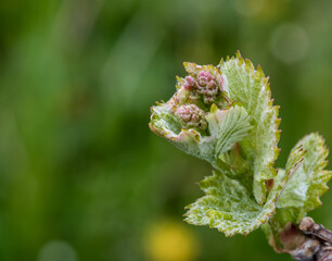 Close-up of developing inflorescences on grapevine (vitis vinifera) in spring time. Young buds of grapevine. Selective focus