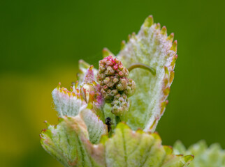 Close-up of developing inflorescences on grapevine (vitis vinifera) in spring time. Young buds of grapevine. Selective focus