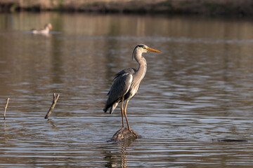 Der Graureiher oder auch bekannt als Fischreiher, an einem der vielen Teiche in unserem schönem BS Bürgerpark. Der Graureiher nimmt verschiedene Posen ein .Mal witzig mal ganz nach der Art des Grauen