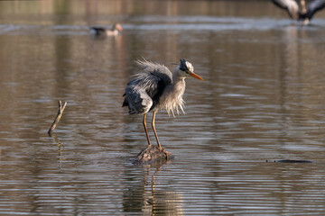 Der Graureiher oder auch bekannt als Fischreiher, an einem der vielen Teiche in unserem schönem BS Bürgerpark. Der Graureiher nimmt verschiedene Posen ein .Mal witzig mal ganz nach der Art des Grauen