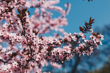 Closeup blossoming peach tree on the sunny day