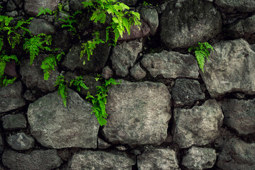 Texture of stones with moss. Stones wall background in wooded environment. Rustic textures concept to greegar your design. Stone wall texture in the forest. Amatlán, Mexico.