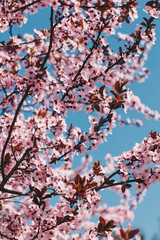 Closeup blossoming peach tree on the sunny day