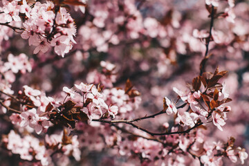 Obraz premium Closeup blossoming peach tree on the sunny day