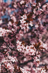 Closeup blossoming peach tree on the sunny day