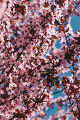 Closeup blossoming peach tree on the sunny day