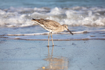 Sandpiper