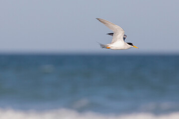 Fototapeta na wymiar Least Tern Gull