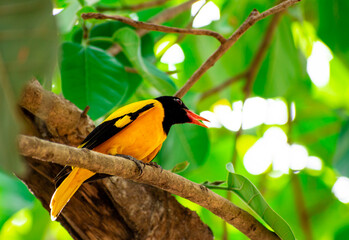 A beautiful Black Hooded Oriole bird spotted in the wilderness