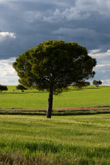 Fototapeta na wymiar A pine tree on a green meadow on a cloudy spring day