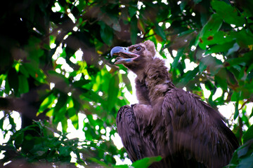 A cinereous rare vulture spotted in the jungle.