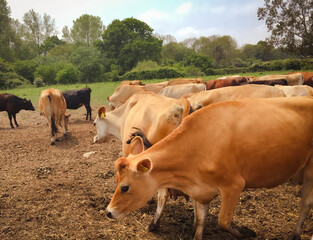 A friendly herd of cows grazing the fields of a raw milk dairy.