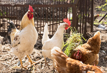domestic chickens in the farm, beautiful white domestic rooster surrounded by chickens