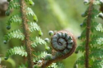 fresh Fern Spiral Close Up View Of Fresh Green Young wild Fern In Spiral Form With Shallow Depth Of Field In The Forest. Selective focus with blurred green background.