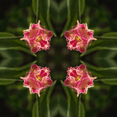 Obraz premium abstract background of flower pattern of a kaleidoscope.