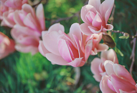 Pink magnolia flowers in the park in the evening springtime. Pink magnolia buds. Natural blurred background. Shallow depth of field. Closeup. Toned image. Scanned film image. Top view.