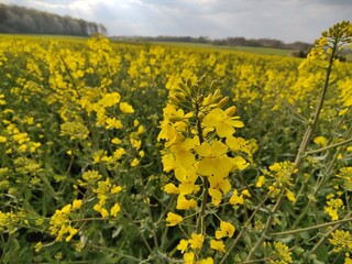Flowering rapeseed plant