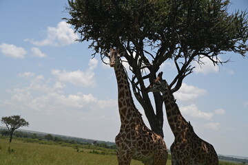 Fototapeta na wymiar giraffe in the serengeti