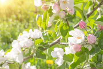 Apple blossom in the sun, selective selective focus. Flowers of apple tree in the rays of a bright sun. Shallow depth of field. High quality photo