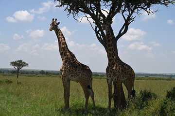 two giraffes seeing in the same direction