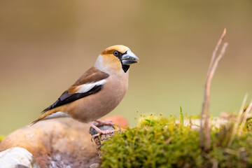 Wild bird hawfinch (Coccothraustes Coccothraustes) portrait