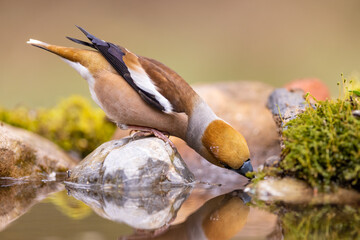 Hawfinch (coccothraustes coccothraustes) sitting on the shore of the lake with reflection on water surface. 
