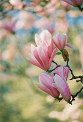 Flowers. Scanned film image of magnolia flowers, a blurred background with bokeh. Subject is out of focus and grainy texture and noise on all image surface. Film old lens. © Liubov