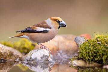 Wild bird hawfinch (Coccothraustes Coccothraustes) portrait