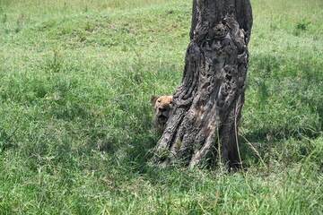 half lion behind the tree