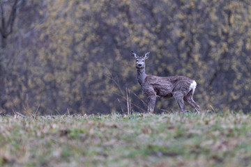 Roe deer (Capreolus, capreolus) on a mountain meadow. wildlife scenery